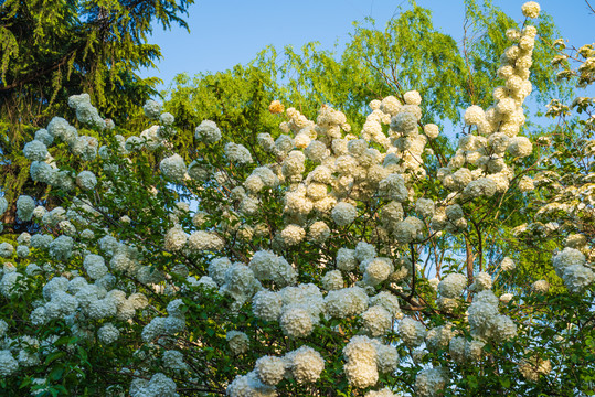 泉城公园流苏开花00