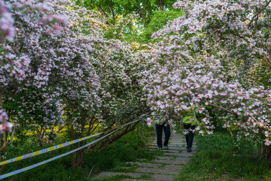 泉城公园流苏开花02