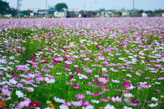 格桑花花海