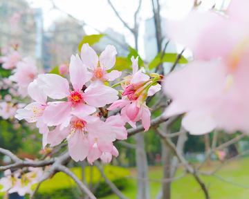 樱花