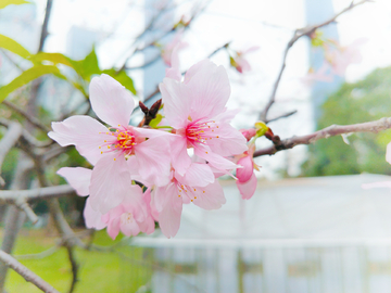 樱花