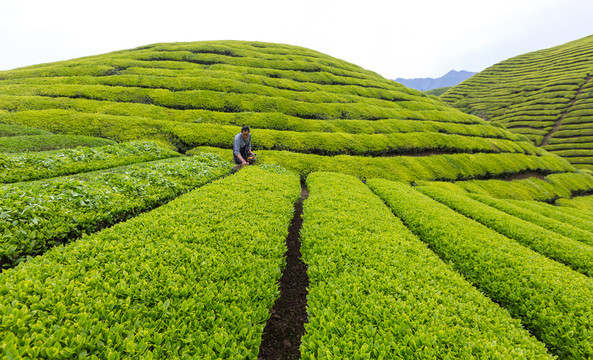 机器采茶