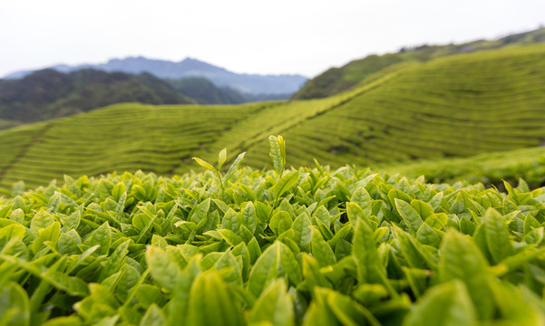 茶山茶园