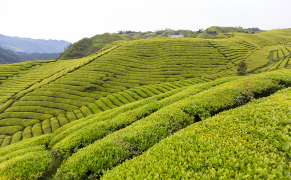 茶山茶园