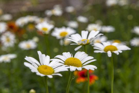 格桑花