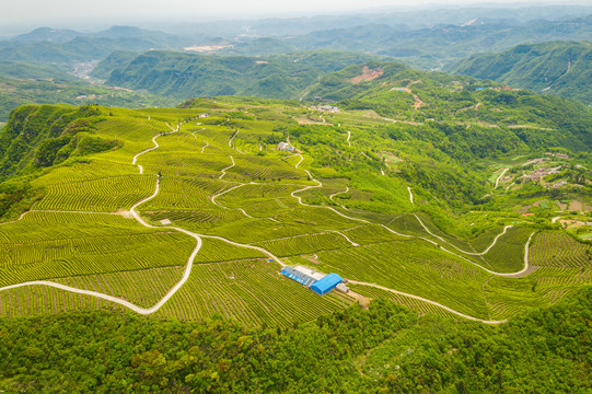 山区生态茶园航拍