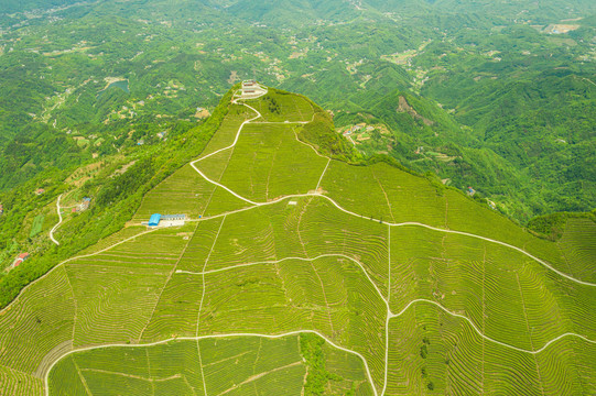 山区生态茶园航拍