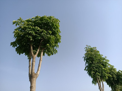 蓝天背景小树