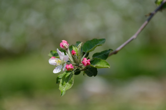 果园里盛开的苹果花