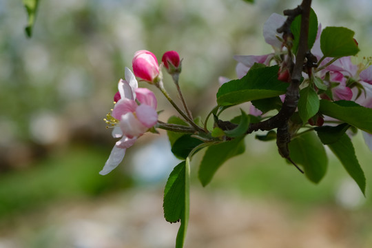 果园里盛开的苹果花