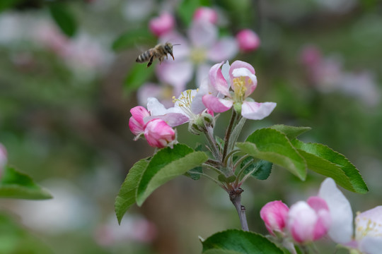 果园里盛开的苹果花