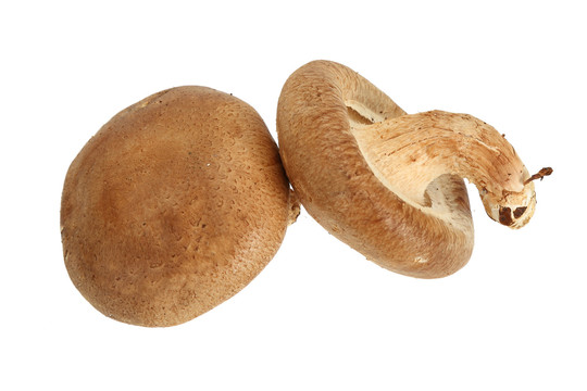 三里岗香菇