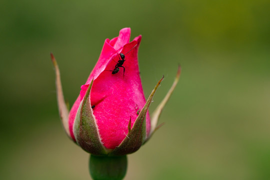 花苞