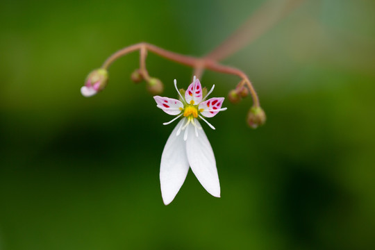 花瓣