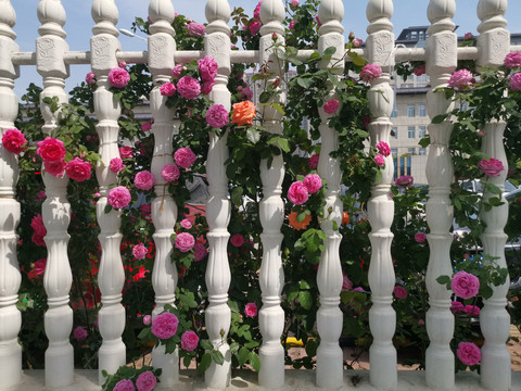 围墙里的蔷薇花