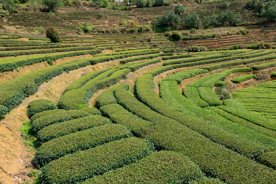 茶山