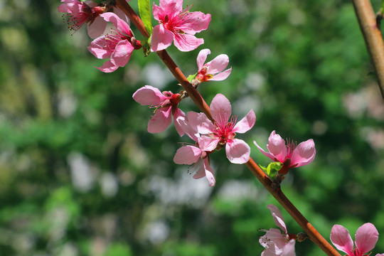 唯美桃花