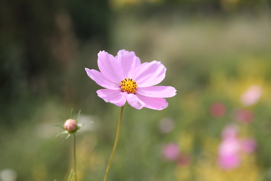 格桑花