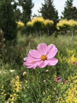 格桑花