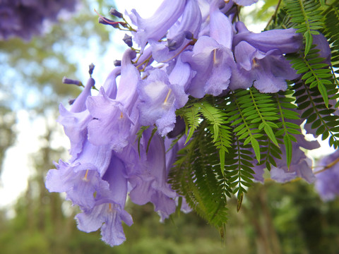 蓝花楹