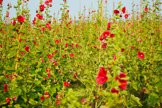 蜀葵花