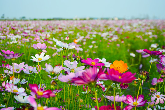 格桑花