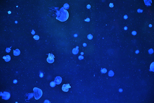 海洋水母蓝色背景