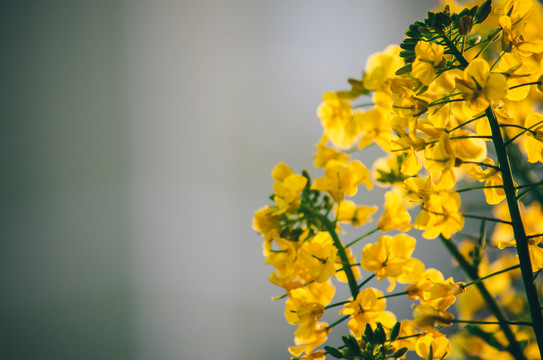 油菜花