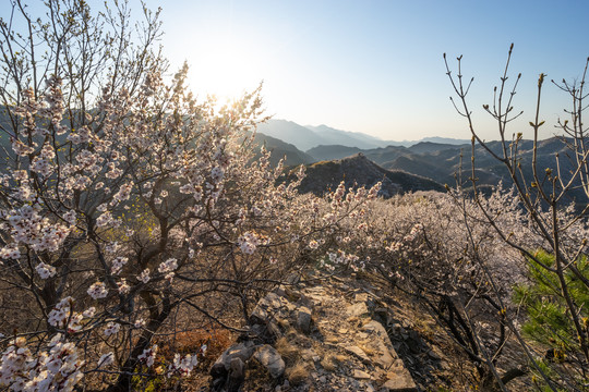 长城花季