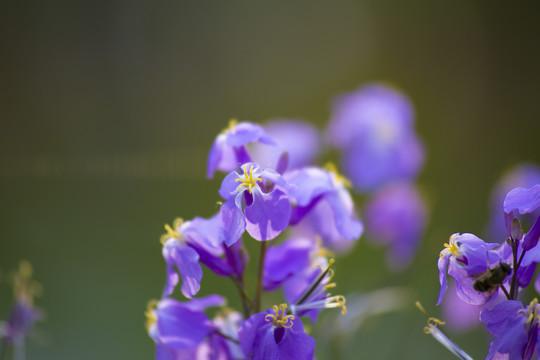 诸葛菜二月蓝