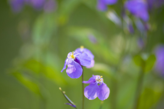 诸葛菜（二月蓝）