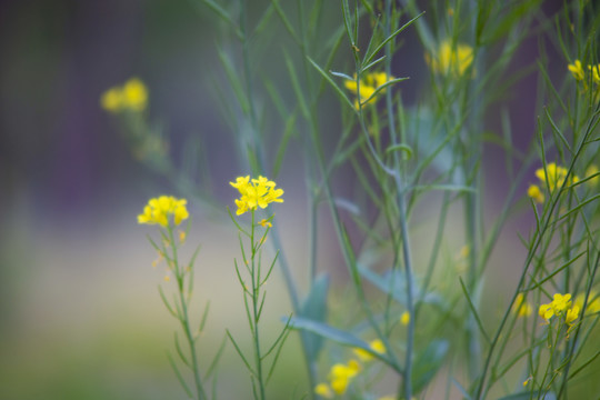 油菜花