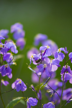 诸葛菜（二月蓝）