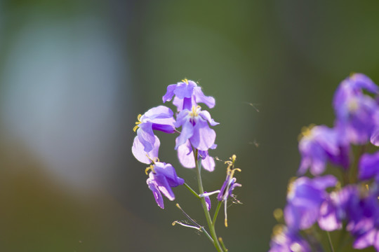 诸葛菜（二月蓝）