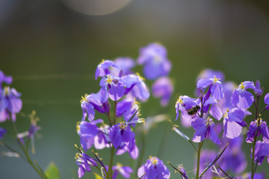 诸葛菜（二月兰）