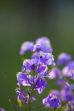 诸葛菜（二月兰）