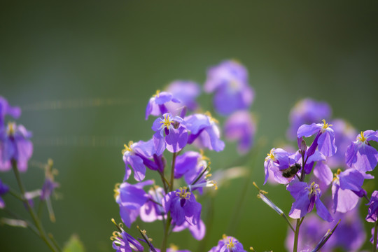 诸葛菜（二月兰）