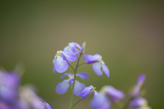 诸葛菜二月蓝