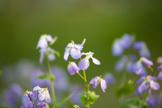 诸葛菜二月蓝