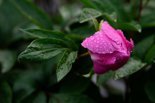 芍药花