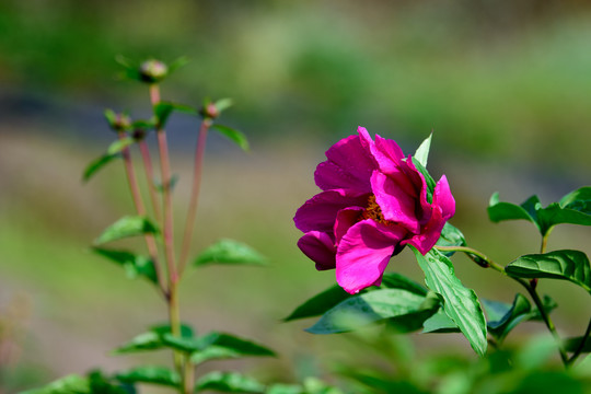 芍药花