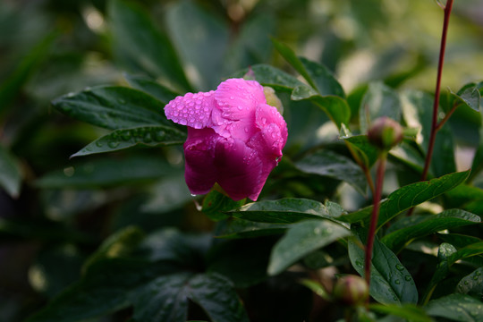 芍药花