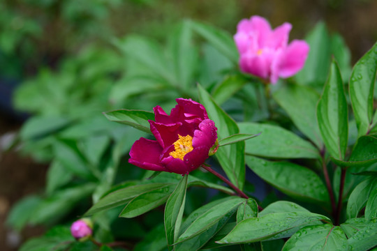 芍药花