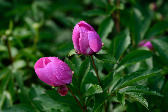 芍药花