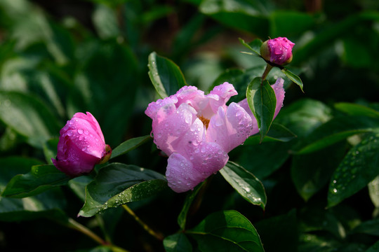 芍药花