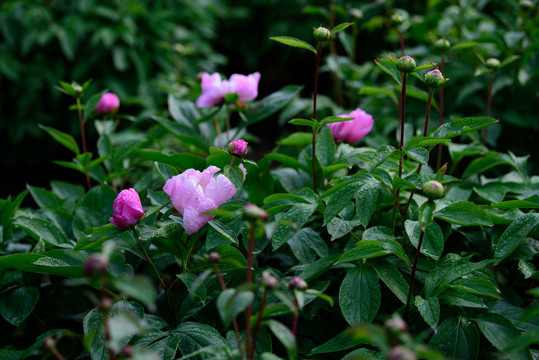 芍药花