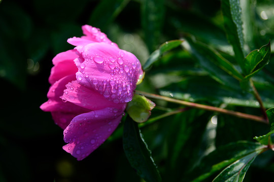 芍药花