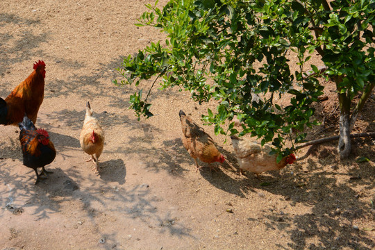 农家散养鸡