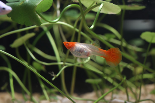 孔雀魚
