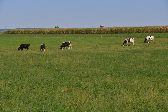 奶牛在草地上吃草